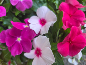 Vinca cora 'Cascade Combo' Hanging Basket