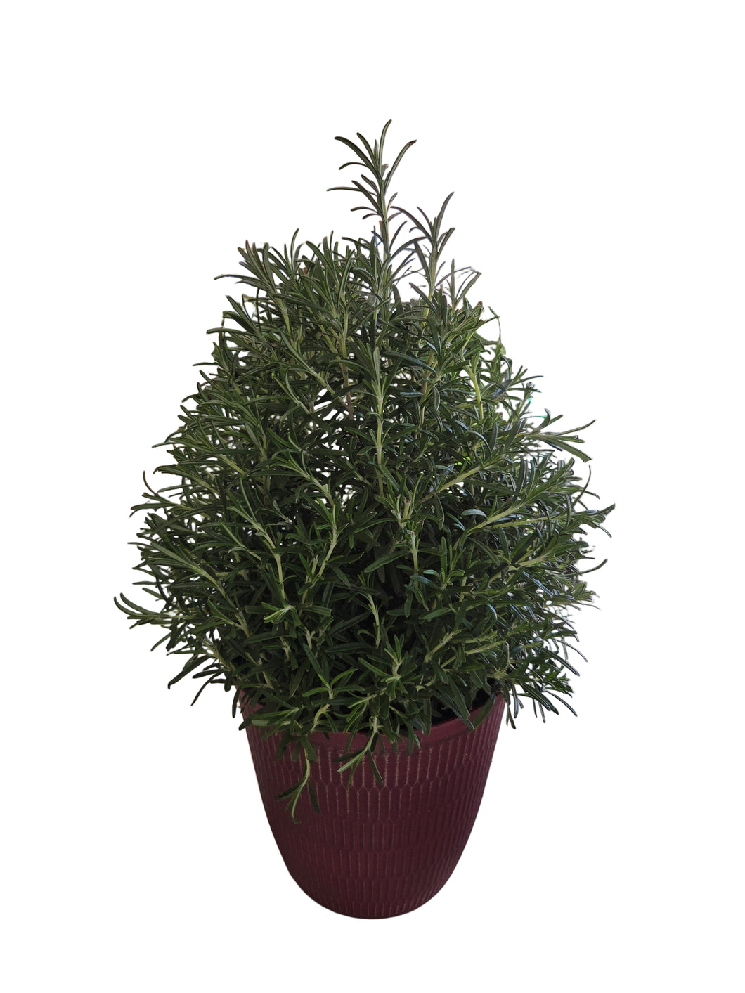 Rosemary Cone