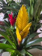 Load image into Gallery viewer, Bromeliad with Wicker Basket
