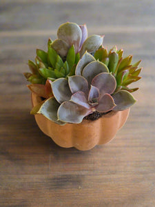 Indoor Pumpkin Succulent Garden