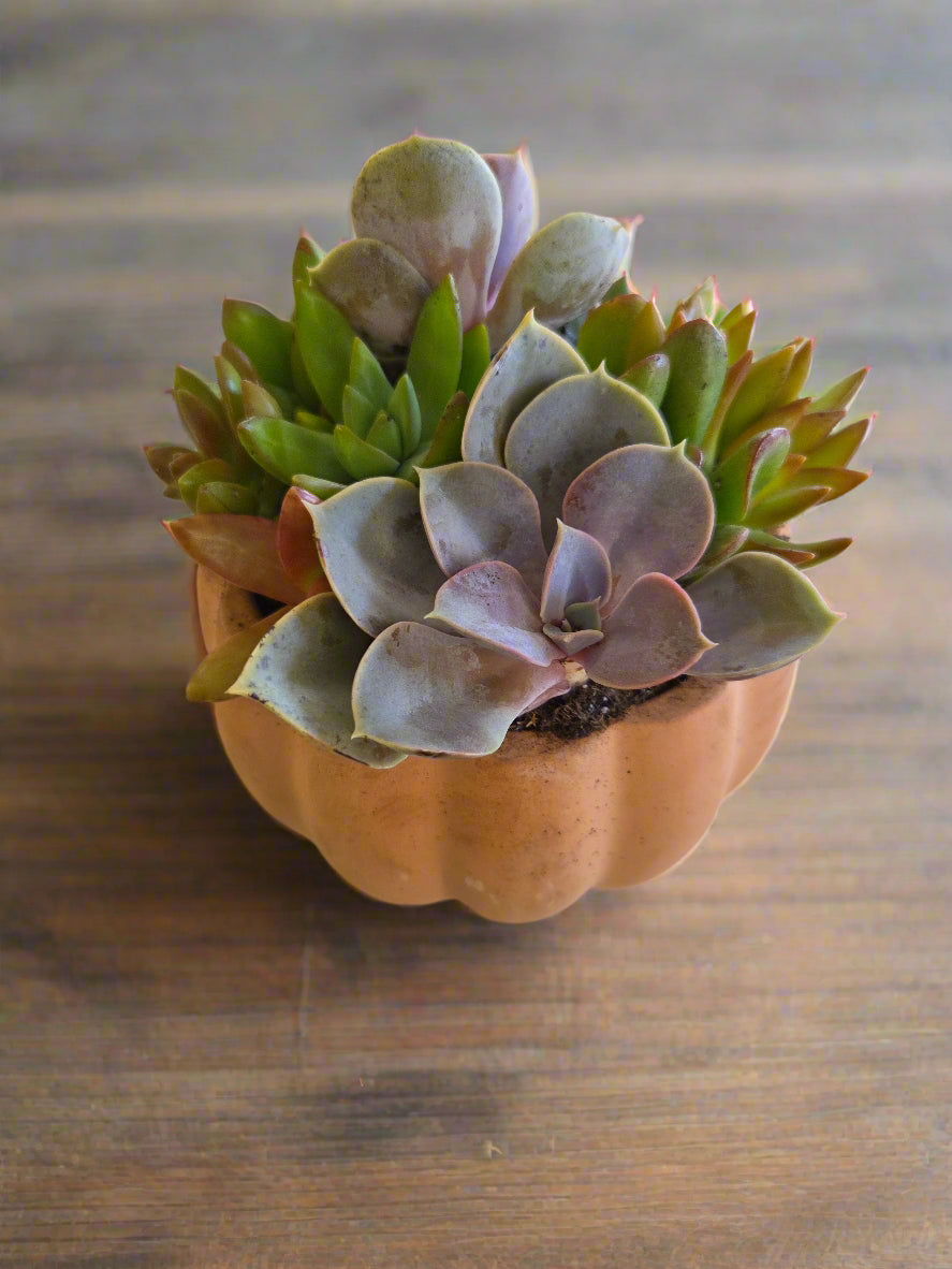 Indoor Pumpkin Succulent Garden