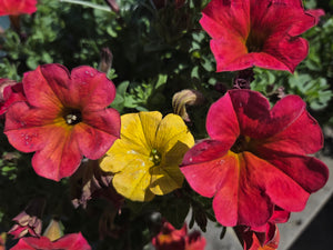 Petchoa 'SuperCal Red Maple Sunset Combo'