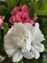 Load image into Gallery viewer, Geranium 'A Gift For Mom' Hanging Basket
