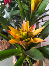 Load image into Gallery viewer, Bromeliad with Wicker Basket
