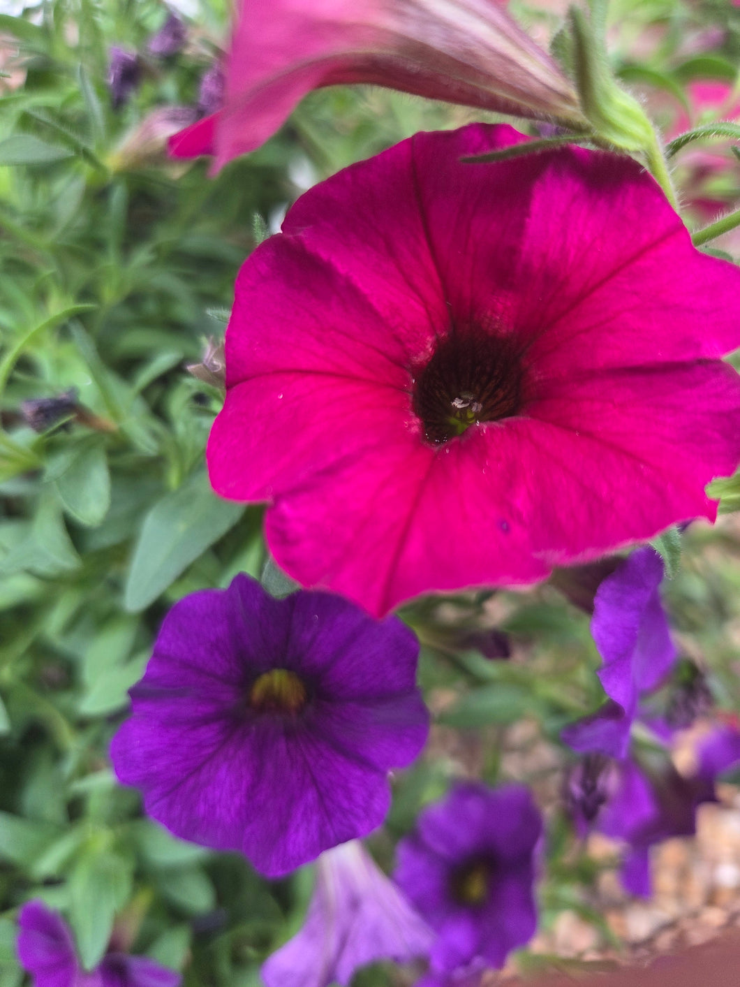 Calibrachoa 'Magic Mix' Hanging Basket