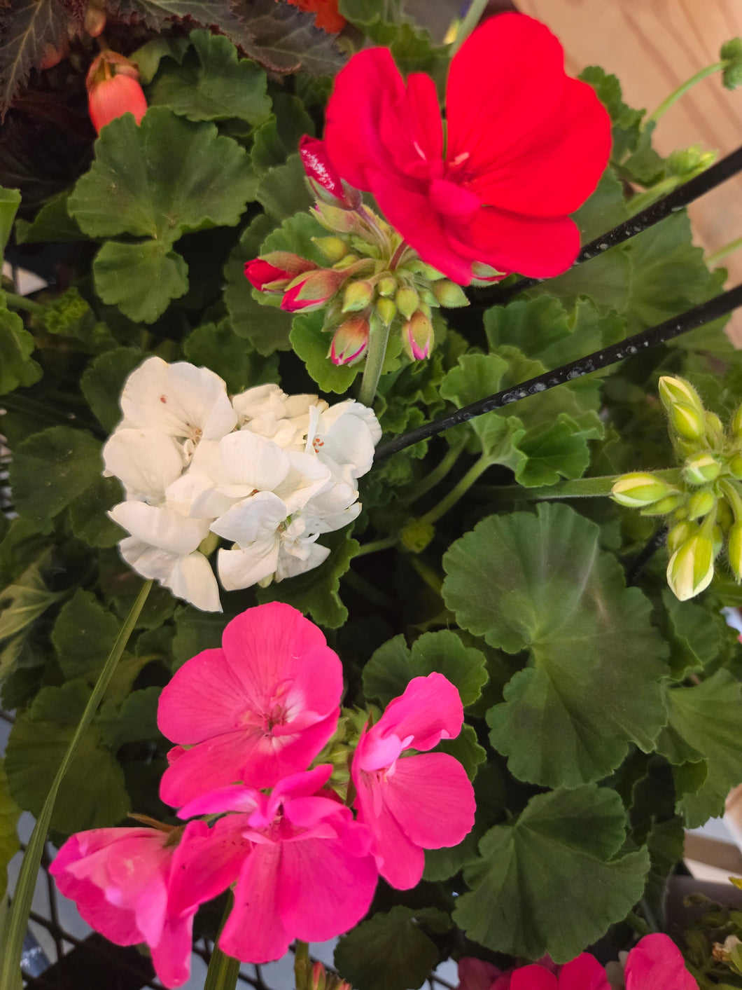 Geranium 'Red, White, & Pink Mix' Hanging Basket