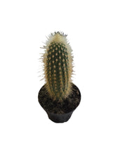 Load image into Gallery viewer, Mini Cactus Assorted
