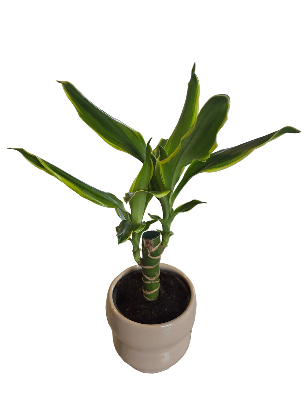 lemon lime dracaena warneckii Dracaena warneckii 'Lemon Lime' – Denchfield Nursery, Inc
