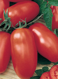 Tomato 'Roma Plum'