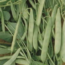 Load image into Gallery viewer, Roma II Garden Beans Seeds
