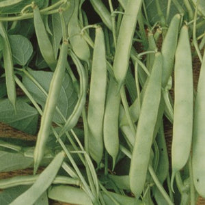 Roma II Garden Beans Seeds