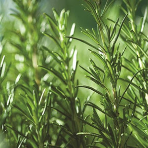 Rosemary Seeds