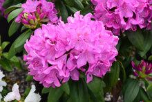 Load image into Gallery viewer, Rhododendron catawbiense &#39;Roseum Pink&#39;
