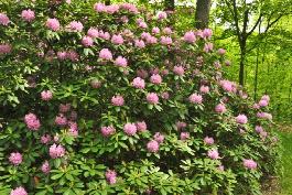 Rhododendron catawbiense 'Roseum Pink'