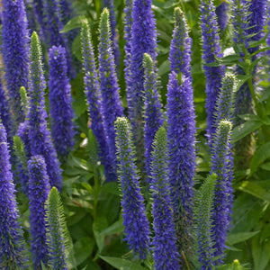 Veronica spicata 'Royal Candles'