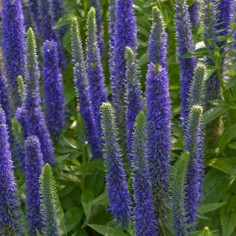 Veronica spicata 'Royal Candles'