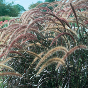 Pennisetum setaceum 'Rubrum' Fountain Grass