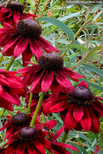Load image into Gallery viewer, Black-Eyed Susan 'Cherry Brandy' Rudbeckia hirta
