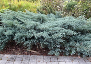 Juniperus chinensis ‘Angelica Blue’