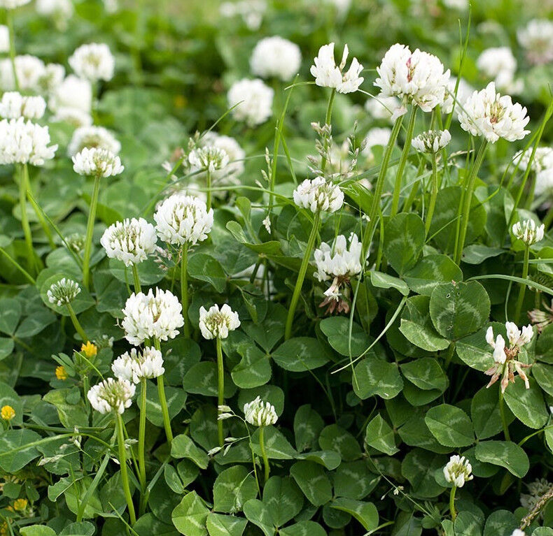 planting white dutch clover seed White Dutch Clover Seed – Denchfield Nursery, Inc