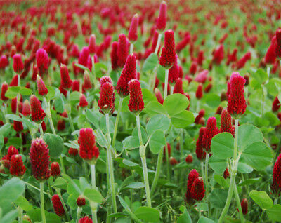 red clover seed planting Wetsel Seed 'Crimson' Clover Seed – Denchfield Nursery, Inc