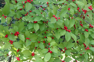 Ilex 'Sparkleberry' Winterberry