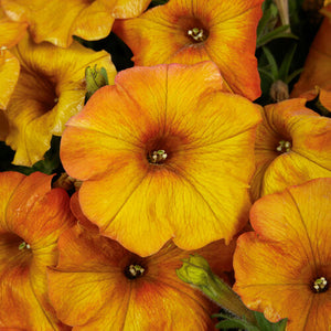 Petchoa 'SuperCal Sunset Orange'