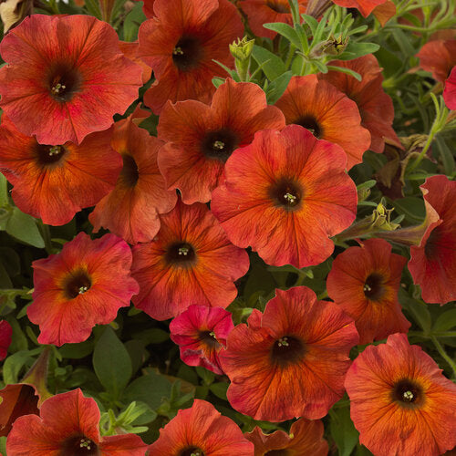 Petchoa 'SuperCal Cinnamon'