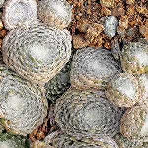 Sempervivum 'Clairchin'