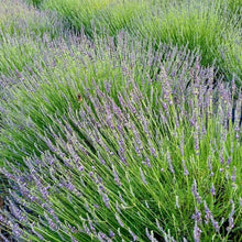 Load image into Gallery viewer, Lavender 'Sensational'
