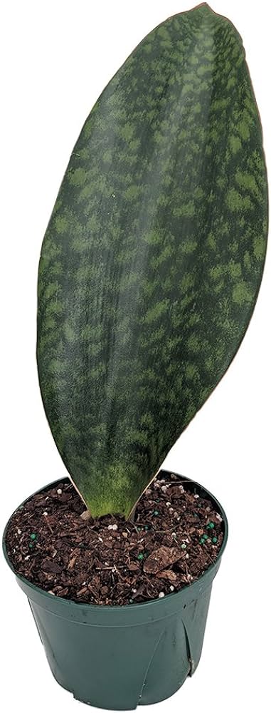 fillet of a fenny snake plant Sanseveria masoniana 'Shark Fin' Snake Plant – Denchfield Nursery, Inc