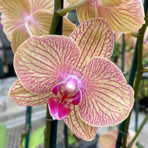 Orchid phalaenopsis