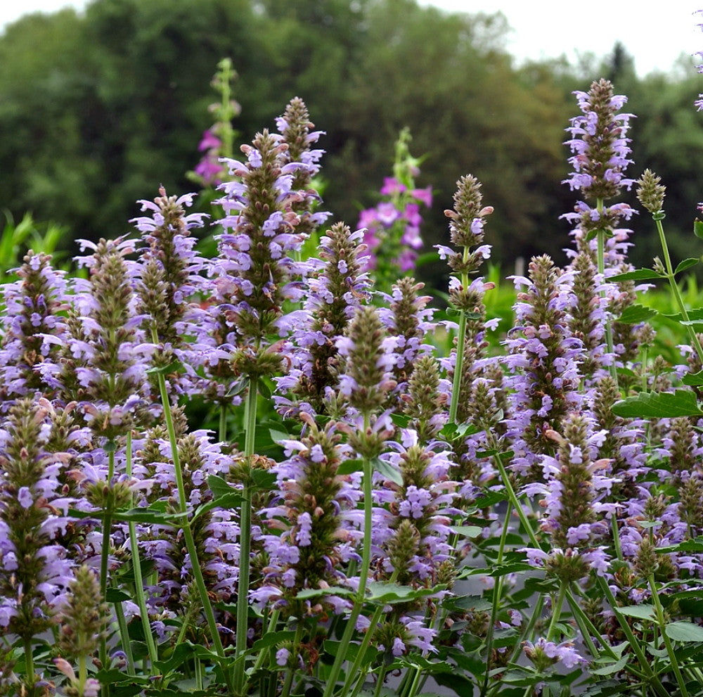 Agastache 'Kudos Silver Blue'