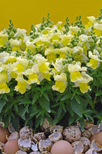 Load image into Gallery viewer, Snapdragon 'Snapshot Yellow'
