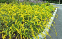 Load image into Gallery viewer, Solidago shortii &#39;Solar Cascade&#39; Goldenrod
