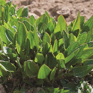 Sorrel Seeds