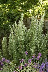 Rosemary 'Spice Island '