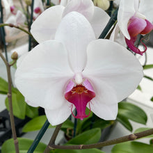 Load image into Gallery viewer, Orchid phalaenopsis
