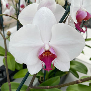 Orchid phalaenopsis