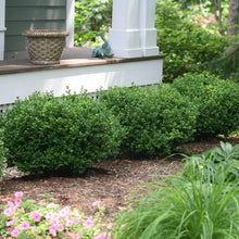 Load image into Gallery viewer, Buxus microphylla 'Sprinter'
