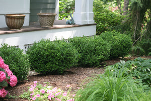 Buxus microphylla 'Little Missy'