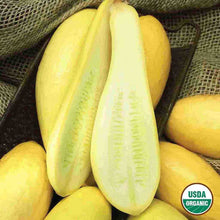 Load image into Gallery viewer, Squash Early Prolific Straightneck Organic Seeds
