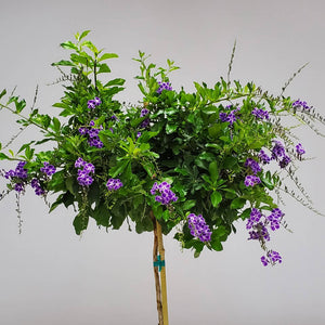 Duranta erects 'Golden Dewdrop'