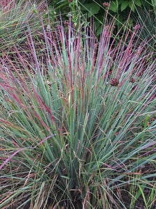 Schizachyrium scoparium 'Standing Ovation' Little Bluestem Grass