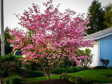 Load image into Gallery viewer, Cornus x rutgeriensis &#39;Stellar&#39; Dogwood
