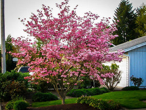 Cornus x rutgeriensis 'Stellar' Dogwood