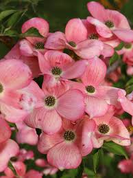 Cornus x rutgeriensis 'Stellar' Dogwood