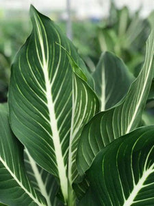 Dieffenbachia "Sterling"