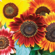 Load image into Gallery viewer, Sunflower Autumn Beauty Mixed Color Seeds
