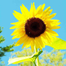 Load image into Gallery viewer, Sunflower American Giant Hybrid Seeds
